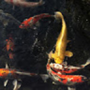 Meet your Posher, Matthew